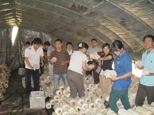 2011年5月中旬安徽合肥立新菌种场培训学校学员在食用菌基地采摘平菇