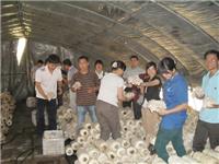 2011年5月中旬合肥市庐阳区食用菌协会学员在食用菌基地采摘平菇