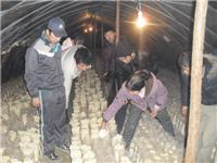 2011年元月2日部分学员在金针菇基地