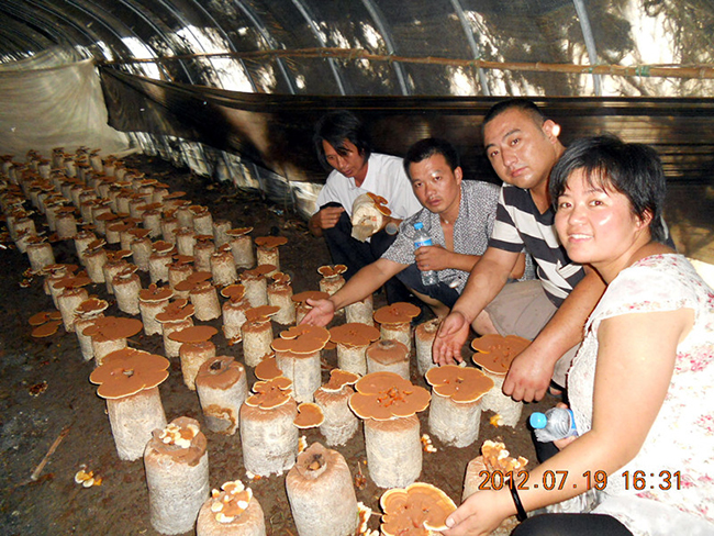 2012年7月中下旬合肥立新食用菌培训学校部分学员在合肥立新食用菌培训学校食用菌灵芝种植培训基地参观学习