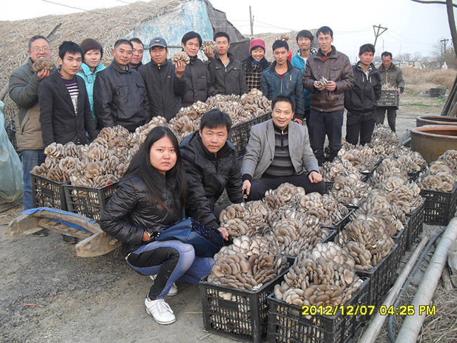 2012年12月上旬合肥立新菌种场培训学校学员在合肥立新菌种场平菇培训基地现场