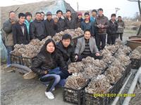 2012年12月上旬合肥市庐阳区食用菌协会学员在合肥立新菌种场平菇培训基地现场