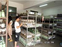 2013年7月下旬合肥立新菌种场培训学校学员在合肥立新菌种场培训学校现场实习食用菌菌种制作技术—— 检查菌种中的杂菌