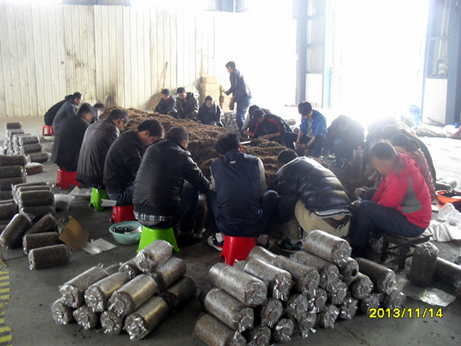 2013年11月14日合肥立新食用菌培训学校学员在合肥立新菌种场培训基地实践食用菌栽培技术——生产装袋