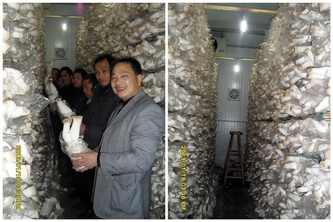 2013年元月中下旬合肥立新食用菌培训学校学员与沈思和场长在杏鲍菇工厂化种植基地