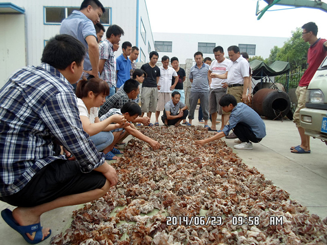 2014年6月23日合肥庐阳区食用菌协会学员在学校听沈老师讲木耳制干加工要点及销售