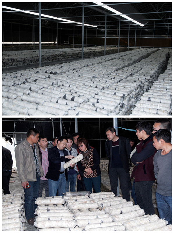 2015年4月12日合肥庐阳区食用菌协会学员在合肥立新菌种场培训学校老学员的香菇种植培训基地参观学习