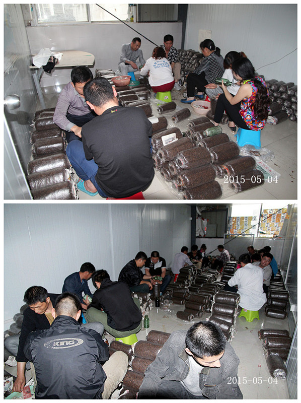 2015年5月4日合肥庐阳区食用菌协会学员在合肥立新菌种场培训基地实践食用菌栽培技术——生产开放式接种