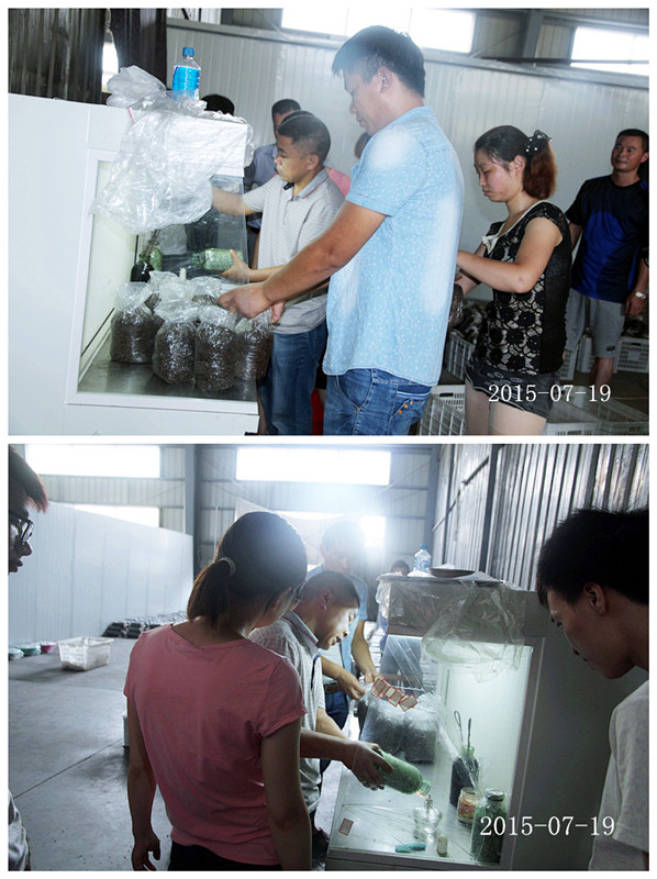 2015年7月19日合肥市庐阳区食用菌协会学员在合肥立新菌种场培训基地实践食用菌栽培技术——金针菇,杏鲍菇，茶树菇，白灵菇，海鲜菇，猪肚菇等生产接种