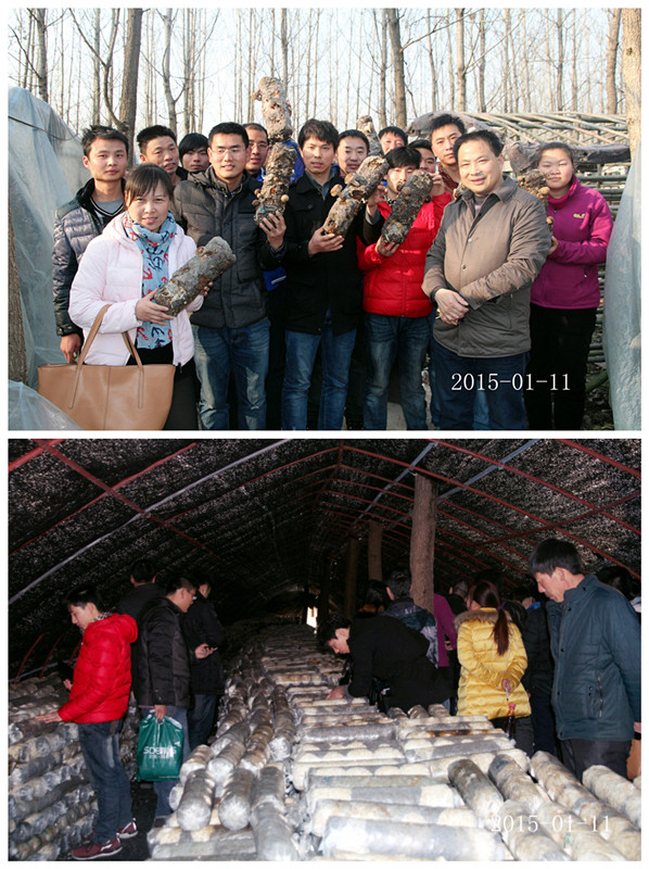 2015年元月11日合肥庐阳区食用菌协会在合肥立新菌种场培训学校香菇种植培训基地