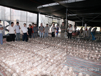 2015年5月21日合肥市庐阳区食用菌协会学员在协会香菇种植培训基地参观学习