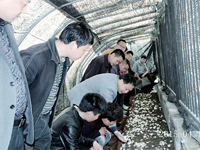 2015年4月11日合肥庐阳区食用菌协会学员在合肥立新菌种场培训学校双孢蘑菇种植培训基地听沈老师讲蘑菇的出菇管理