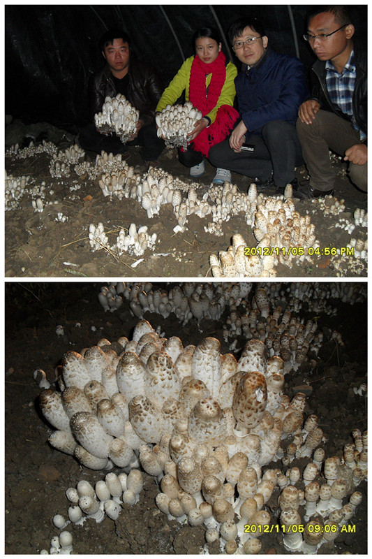2012年11月上旬合肥立新菌种场培训学校学员在合肥立新菌种场鸡腿菇种植培训基地现场