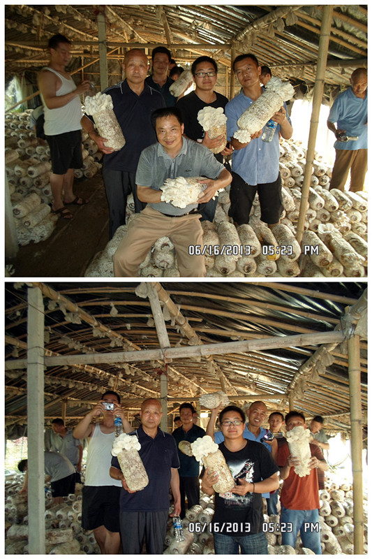 2013年6月中旬合肥立新食用菌培训学校学员在合肥立新菌种场培训学校平菇种植技术培训基地采摘平菇