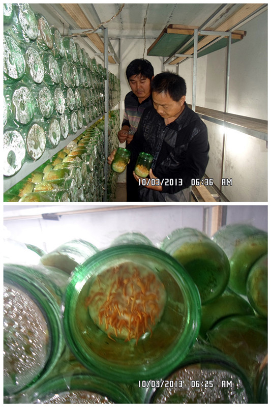 2013年10月上旬合肥立新食用菌培训学校沈校长在北虫草种植场地