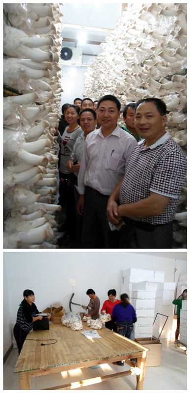 2013年10月中旬合肥立新食用菌培训学校学员在合肥立新菌种场培训学校杏鲍菇工厂化种植培训基地
