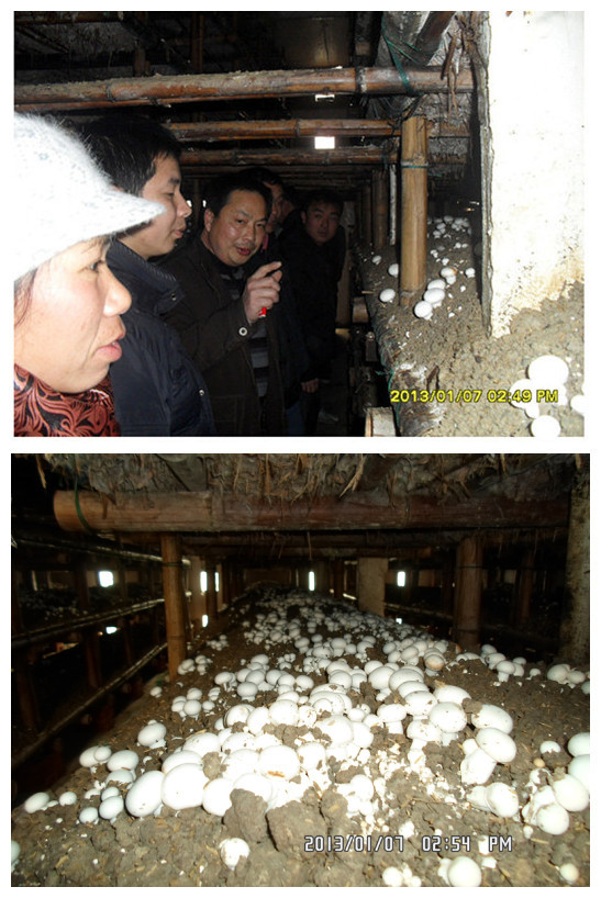 2013年元月上旬合肥立新菌种场培训学校学员在合肥立新菌种场蘑菇种植培训基地现场