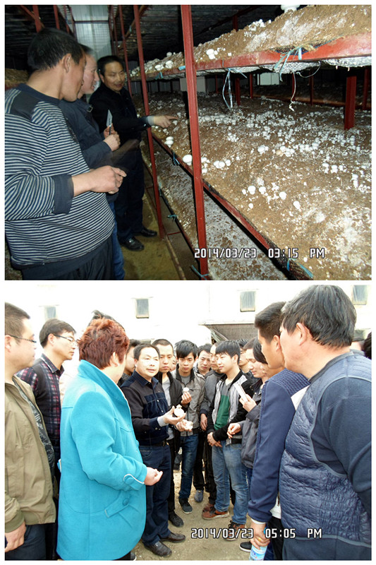 2014年3月23日合肥立新食用菌培训学校学员在合肥立新菌种场培训学校双孢蘑菇种植培训基地