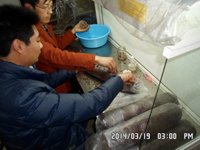 2014年3月16日及3月19日合肥立新食用菌培训学校学员在合肥立新菌种场培训基地实践食用菌栽培技术——香菇生产接种