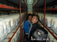2013年12月上旬合肥立新食用菌培训学校学员在合肥立新菌种场培训学校金针菇工厂化种植培训基地