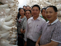 2013年10月中旬合肥立新食用菌培训学校学员在合肥立新菌种场培训学校杏鲍菇工厂化种植培训基地