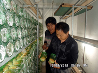 2013年10月上旬合肥立新食用菌培训学校沈校长在北虫草种植场地
