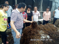 2013年9月上旬合肥立新食用菌培训学校学员在合肥立新菌种场培训学校蘑菇种植技术培训基地参观实践建堆翻堆