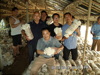 2013年6月中旬合肥立新食用菌培训学校学员在合肥立新菌种场培训学校平菇种植技术培训基地采摘平菇