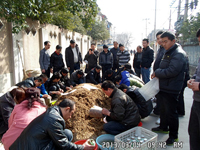 2013年3月上旬合肥市庐阳区食用菌协会学员在合肥立新食用菌培训学校实践食用菌栽培技术——平菇生料、熟料栽培技术