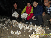 2012年11月上旬合肥市庐阳区食用菌协会学员在合肥立新菌种场鸡腿菇种植培训基地现场
