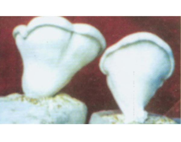 白灵菇