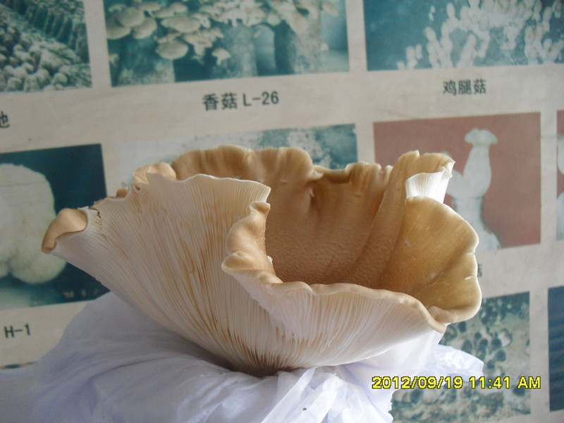 大黄菇