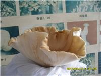 大黄菇