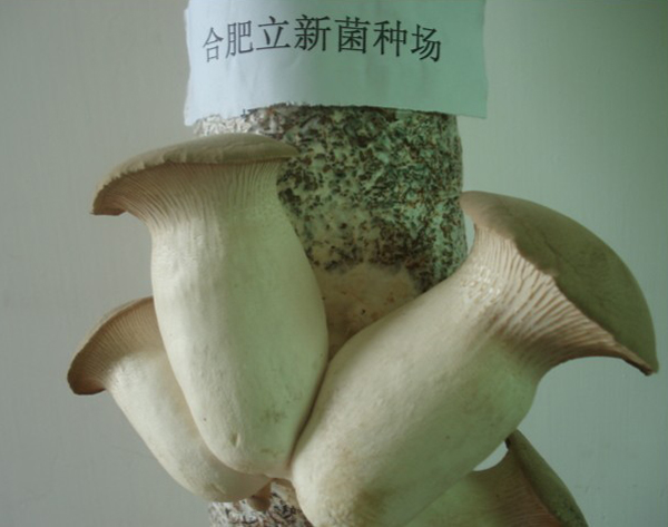 杏鲍菇