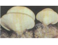 秀珍菇