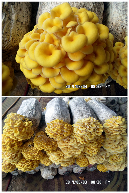 榆黄菇
