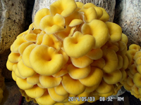 榆黄菇