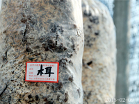 木耳栽培技术