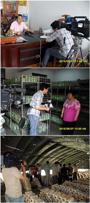 2012年5月7日安徽电视台来合肥庐阳区食用菌协会参观采访现场