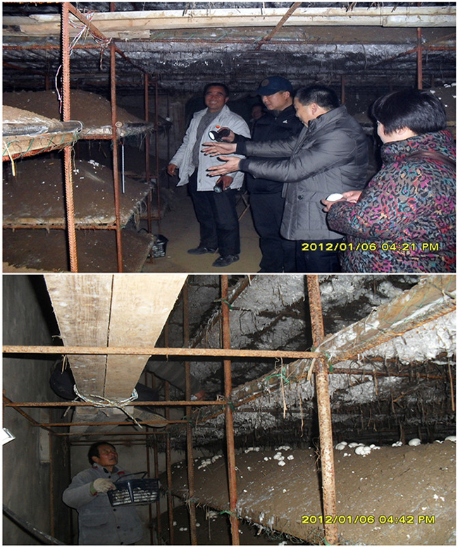 2012年元月初合肥市庐阳区食用菌协会沈思和会长在南京学员蘑菇种植基地现场参观指导
