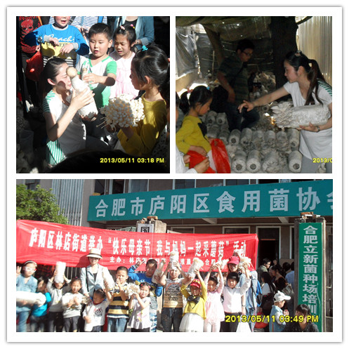 2013年5月11日合肥晚报、江淮晨报联合庐阳区林店街道来到合肥市庐阳区食用菌协会开展采蘑菇活动