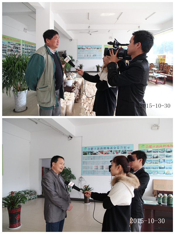 2015年10月30日合肥市庐阳区食用菌协会沈思和会长接受合肥电视台采访
