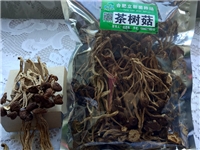 合肥立新食用菌培训基地——茶树菇干品