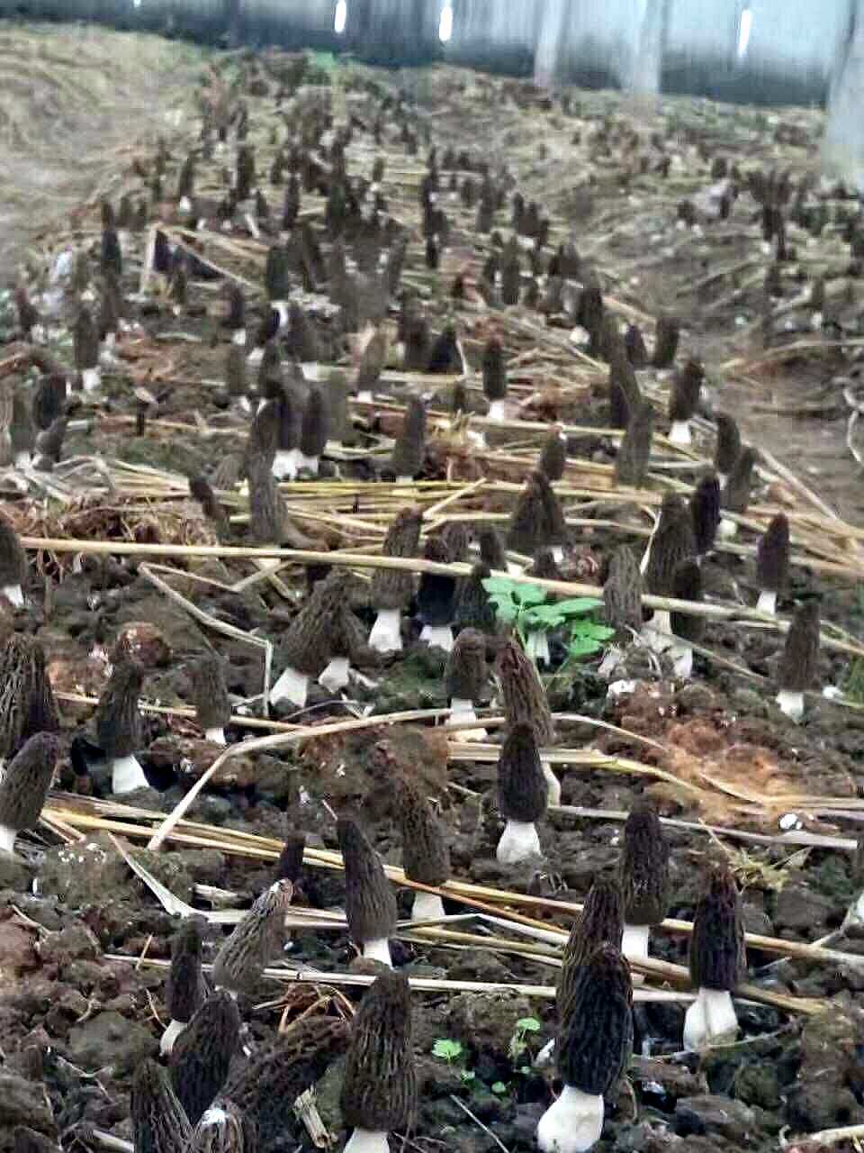 合肥立新食用菌培训基地——羊肚菌