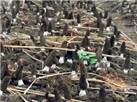 合肥立新食用菌培训基地——羊肚菌