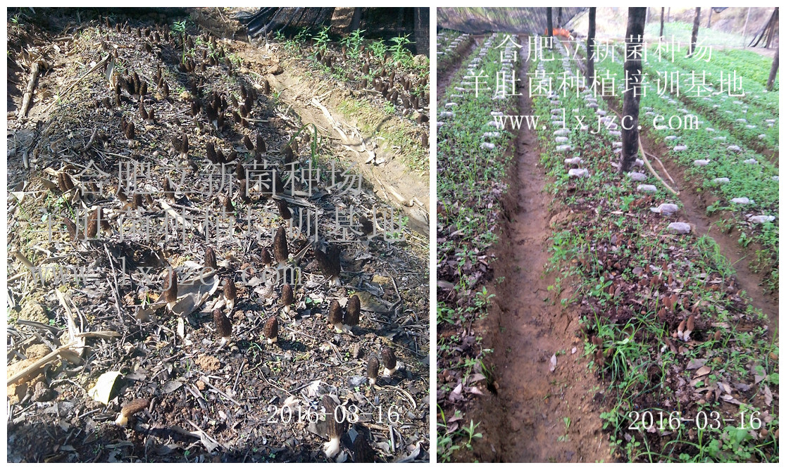 合肥立新食用菌培训基地——羊肚菌1