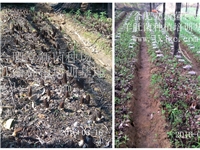 合肥立新食用菌培训基地——羊肚菌1