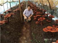合肥立新食用菌培训学校沈校长在灵芝种植培训基地