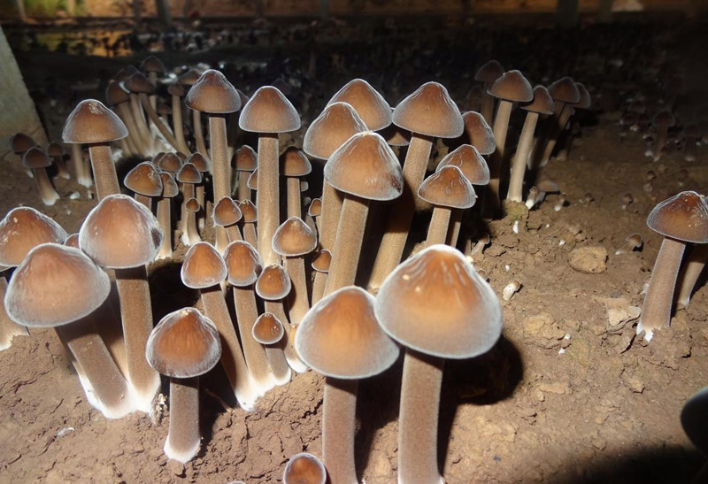 食用菌——合肥立新菌种场培训基地 黑皮鸡枞菌