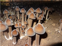 食用菌——合肥立新菌种场培训基地 黑皮鸡枞菌